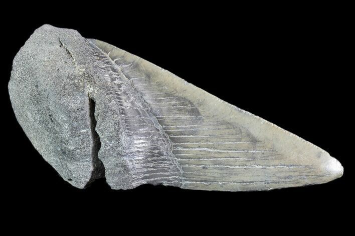 Partial Fossil Megalodon Tooth #89472